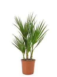 Image result for Washingtonia