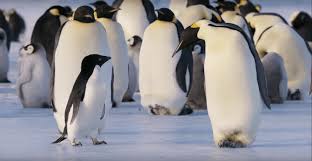Penguenler Penguins Bir Adelie Pengueni Olan Steve In Babalik Imtihani 2020 Penguen Hayvanlar Vahsi Yasam