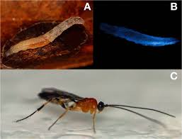 Image result for Pycnobotrya