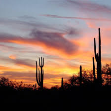 Leave a reply cancel reply. Arizona Fall Flowers And Veggies Phoenix Flowers In Fall
