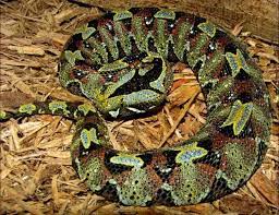 My Mobile Blog Rhino Viper Viper Pit Viper Animals Beautiful