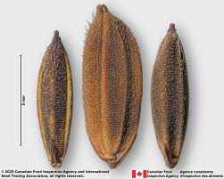 Image result for Oryza sativa