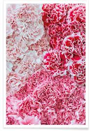 Where can i find carnation flowers. Carnation Flower Poster Juniqe