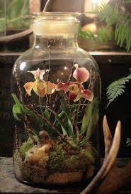 Mini Ecosystem With Succulents Mason Jars Cloche Vintage Glass Baby Bottles Are Perfect To Create A Serene Tablescape Orchid Terrarium Plants Bottle Garden