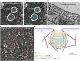 Caveolae from cell biology to animal physiology. Frontiers Energy And Dynamics Of Caveolae Trafficking Cell And Developmental Biology