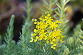 Periodically blooms with small pink flowers. Succulent Plant Flowers Youngs