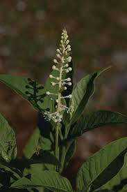 Image result for Phytolacca dodecandra
