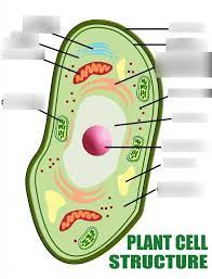 Check spelling or type a new query. Cell Structure And Cell Cycle Plant Cell Diagram Part 2 Diagram Quizlet