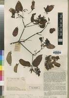 Image result for Combretum falcatum