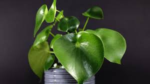 Propagating a peperomia polybotrya raindrop is no rocket science. Peperomia Polybotrya Care Made Simple