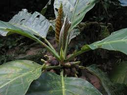 Image result for Pavetta stenosepala