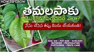 Pin On Garden About Plants