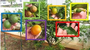 Check spelling or type a new query. 6 Citrus Varieties Multi Grafted Onto One Fruit Cocktail Tree Youtube