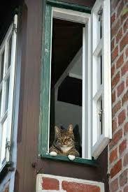 Romeo Oh Romeo Wherefore Art Thou Romeo Cats Cat Window Tabby Cat