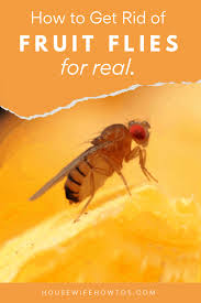 How To Kill Fruit Flies And Get Rid Of Them For Good