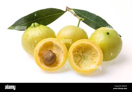 Image result for Syzygium jambos