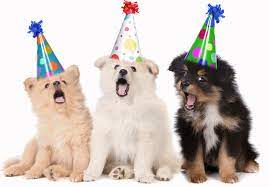 Happy birthday animation video with name. Dog S Singing Happy Birthday Singing Happy Birthday Birthday Gif Happy Birthday Dog