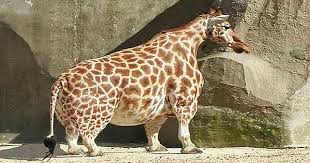 February 25, 2012 in scoliosis hey my scoliosis people february 25, 2012 in scoliosis posted in scoliosis. Obese Midget Giraffe Imgur