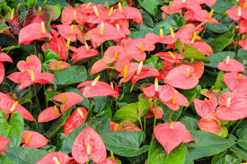 Sfaturi, … перевести эту страницу. Top 25 Cele Mai Frumoase Specii De Flori Din Lume B1 Ro