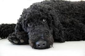 Black And White Standard Poodle Puppies For Sale Black Standard Poodle Teddy Bear Clip Poodle Puppy Black Standard Poodle Standard Poodle Teddy Bear