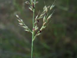 Image result for Arundinella