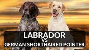 Check spelling or type a new query. Labrador Vs German Shorthaired Pointer Youtube