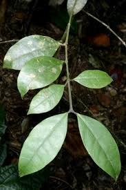 Image result for Garcinia volkensii