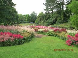 Flowers on the hill devon. Beautiful Hydrangeas That Love The Soil Here In Devon Picture Of Marwood Hill Gardens Tripadvisor