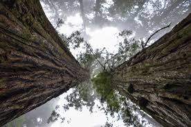 Only public domain and common creatives images are used!. Hyperion The World S Tallest Tree Tales By Trees
