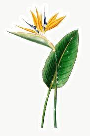Hand Drawn Sparkling Bird Of Paradise Flower Sticker With White Border Free Image By Rawpixel Com Manotang