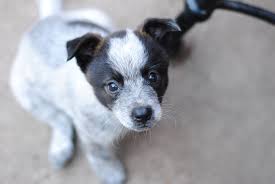 We did not find results for: Fort Atkinson Wi Blue Heeler Meet Corbin A Pet For Adoption