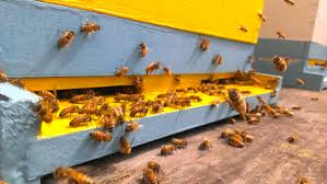 Orange county, california bee removal. Honey Bee Removal Bee Friendly Honey Honey Bee Relocation And Wasp Removal Lafayette Ca