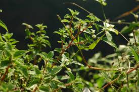 Image result for Pouzolzia parasitica