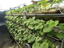 Hydroponically Grown Wasabi At Our Testing Labs In Japan Be-1 Pellets Are Water-soluble Use 40-mesh 400-mic Hydroponics Hydroponic Farming Hydroponics Setup