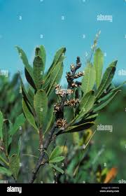 Image result for Myricaceae