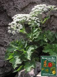 Image result for Aphloiaceae