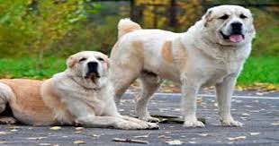 The dog, called verny (faithful), is an alabai, a turkmen breed of the central asian shepherd, which is one of the oldest breeds on the earth. Turkmenistan Celebrates A New National Holiday To Honour Native Dog Breed Alabai Dh Latest News Dh News Latest News News International Turkmenistan Alabai Dogs Akhal Teke Horses Native Dog Breed