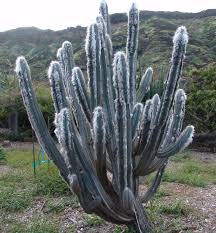 Nell'immaginario comune le piante grasse per eccellenza sono sicuramente i cactus, alti e allungati o piccoli e globosi. Piante Grasse Piante