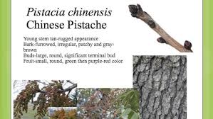 However, if a male chinese pistache is planted nearby, a female tree will develop clumps of ornamental, inedible bright red berries in fall that turn. Pistacia Chinensis Youtube