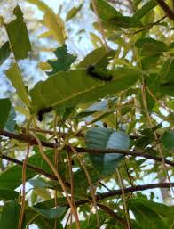 Image result for Erianthemum virescens