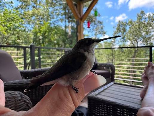 A hummingbird flew into my house and was at the window trying to get out.  It let me pick it up so I could release it outside ✨🤯 Incredible!