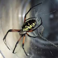 I Found A Huge Black And Yellow Spider What Is It Spider Black N Yellow Spider Fact