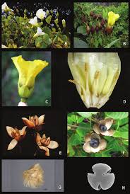 Image result for Merremia kentrocaulos