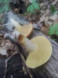 Image result for Suillus sp.