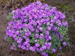 Rhododendron Purple Gem Azalea Sunnyside Gardens Azaleas Landscaping Landscape Nursery Dwarf Azaleas