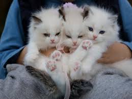 Nasi bukan makanan sesuai untuk kucing mynewshub. Mengenal Karakteristik Dan Sifat Kucing Melalui Warna Bulunya Lifestyle Liputan6 Com