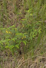 Image result for Chamaecrista falcinella