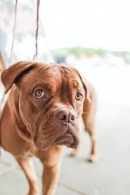 Homoopathie Bei Hunden Alternative Zur Schulmedizin
