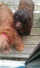 Ruby Velvet Greene 5 31 I Just Got Two Female Cocker Spaniels A Few Days Ago From Craigslist A Red And White And One Dark Brown They Are Both With Images