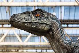 Fossils show raptors prowled north america late in dinosaurs' era. Jurassic Park Was Wrong Study Suggests Raptors Didn T Hunt In Packs Science In The News